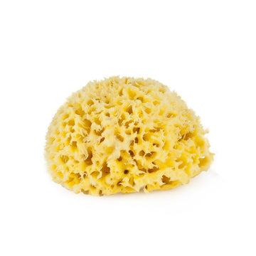 Bellini - Sea Sponge Honeycomb M Bath Accessories